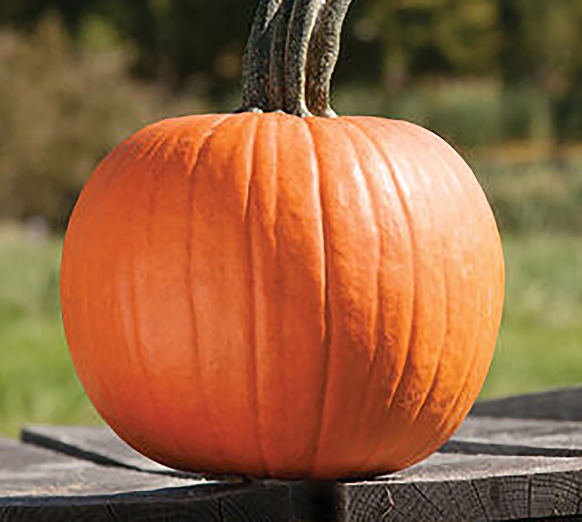 Amazon.com: Cinnamon Girl Pumpkin Seeds - Heirloom - 10 Seeds